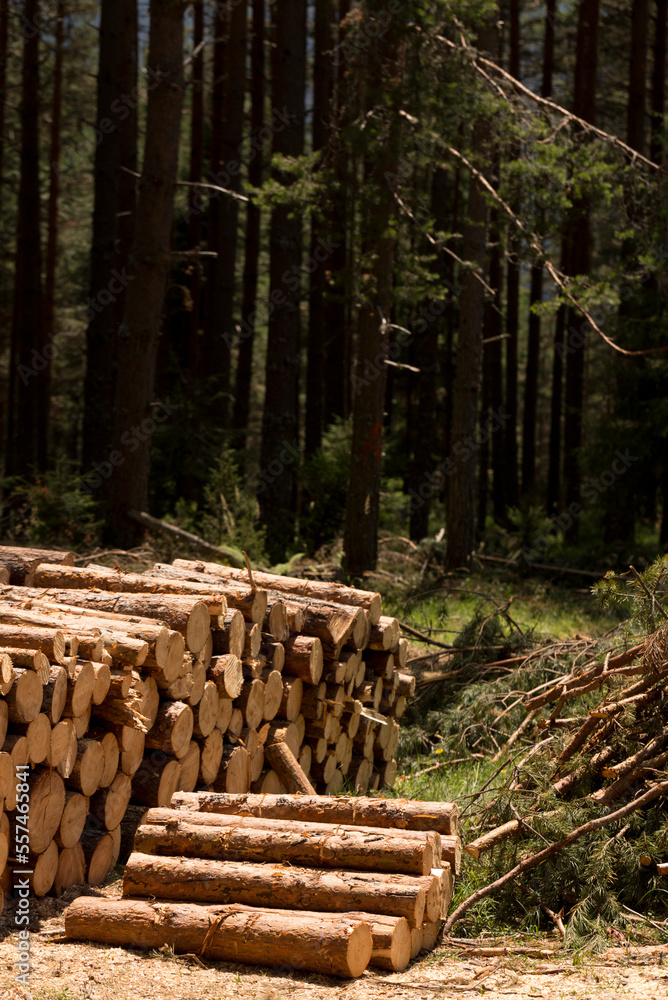 Logging. Timber harvesting. Trunks of felled conifers stacked in a pile. Logging. Timber harvesting. Trunks of felled conifers stacked in a pile.
