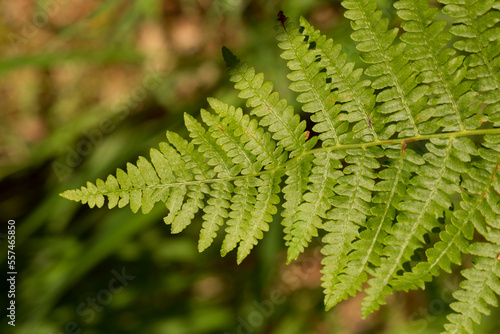 Dryopteris, commonly called the wood, male ferns, or buckler ferns, is a genus in the family Dryopteridaceae.