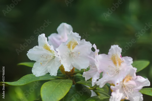 Bush of the Rhododendron in the botanical garden. Beautiful floral background.