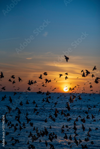 The Starlings in Brighton at Sunset
