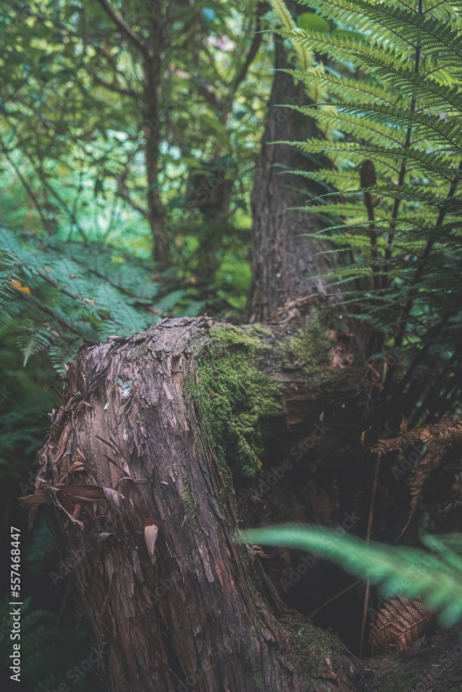 Fototapeta premium Old mossy trees in rainforest