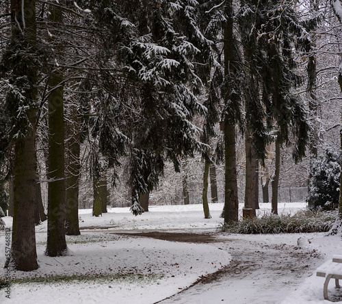 Śnieg w parku . Alejka wzdłuż której rosną wysokie i stare świerki , widoczne ławki parkowe , photo