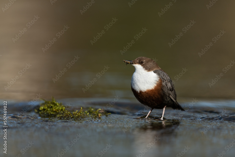 White-throated dipper looking for food in a small river White-throated dipper looking for food in a small river