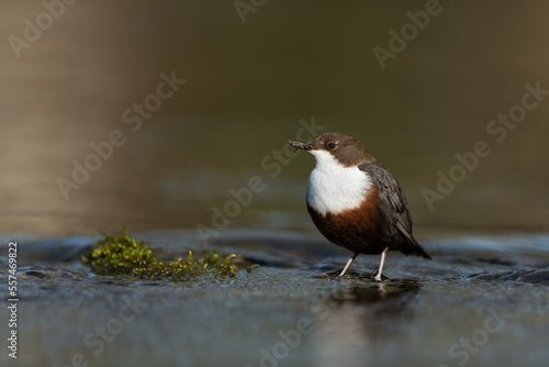 White-throated dipper looking for food in a small river