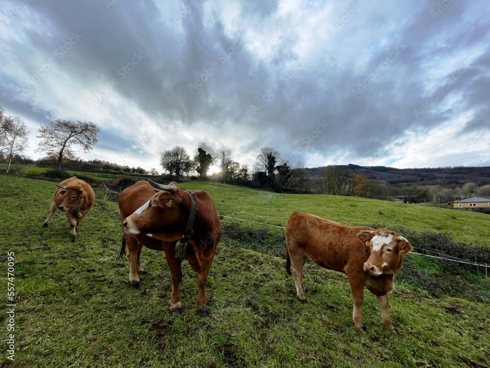 Vacas en un prado de Falicia Vacas en un prado de Falicia