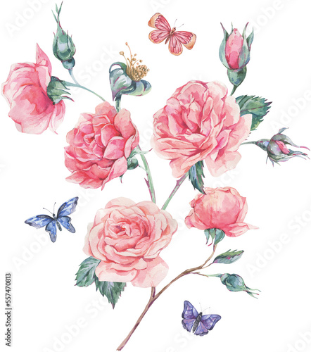 Fototapeta Naklejka Na Ścianę i Meble -  Watercolor rose bouquet transparent png