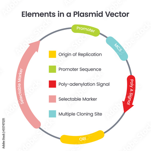 Elements in a Plasmid Vector scientific illustration infographic diagram