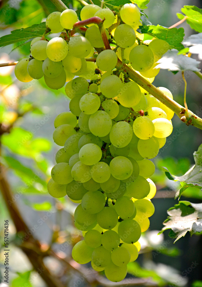 dojrzałe winogrona na krzewie, kiść zielonych winogron, ripe grapes on the vine, bunch of green grapes dojrzałe winogrona na krzewie, kiść zielonych winogron, ripe grapes on the vine, bunch of green grapes