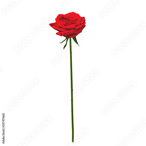 Single Rose 