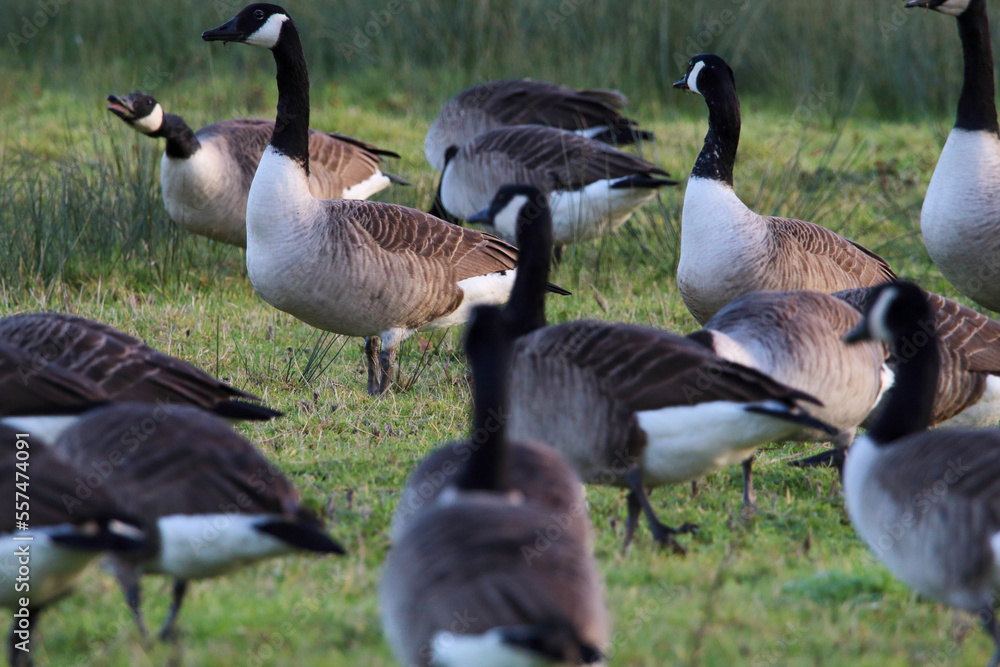 A large flock of geese, including Canadian Geese on a field and hunting for food. This photograph was taken on a cold December morning. A large flock of geese, including Canadian Geese on a field and hunting for food. This photograph was taken on a cold December morning.