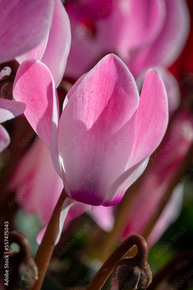 Obraz premium Bright pink cyclamen persicum blooms in a flower bed in urban gardening.