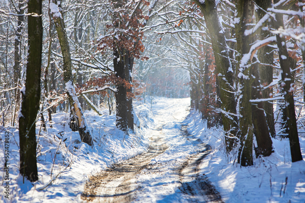 Beautiful and cold winter in the forest