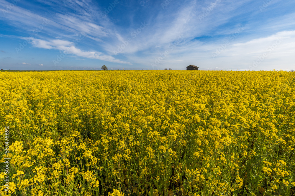Fototapeta premium rapeseed field