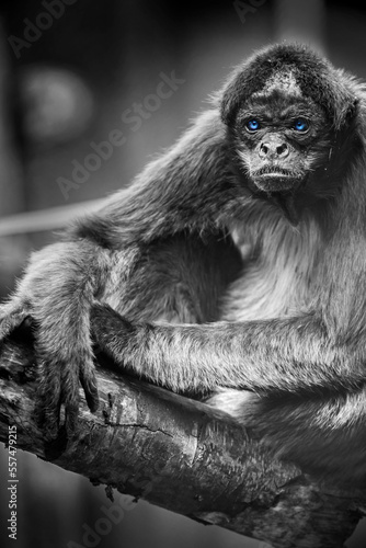 variegated spider monkey with blue eyes