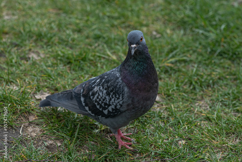 a pigeon walks on green grass in early spring