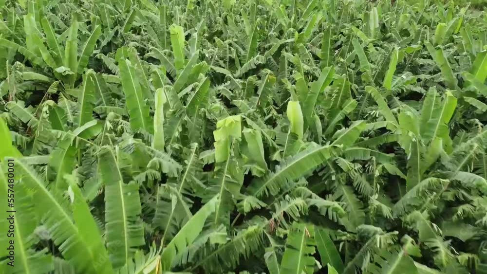 PLANTAÇÃO DE BANANA, BANANEIRAS, HORTA, IRRIGAÇÃO, PERÍMETRO IRRIGADO ARARAS NORTE, VARJOTA PLANTAÇÃO DE BANANA, BANANEIRAS, HORTA, IRRIGAÇÃO, PERÍMETRO IRRIGADO ARARAS NORTE, VARJOTA