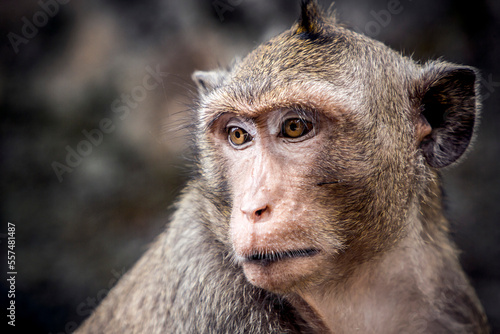 close up of a long tailed macaque photo