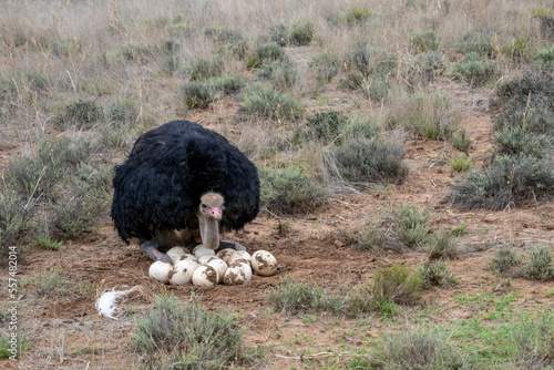 Male African Ostrich Starting to Sit on Nest with over a Dozen Eggs photo