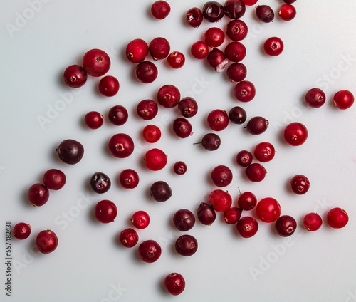 Fresh cranberries or Oxycoccus. Cranberries are rich in vitamins and minerals. Berries are used in medicine and cooking.