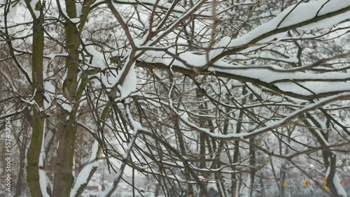 Wallpaper Mural Winter tree branches with no folliage in the park. Torontodigital.ca