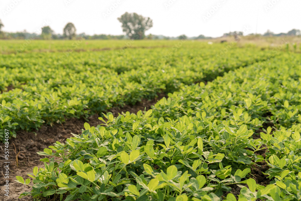 Fresh, green Peanuts growing in a field, The peanut, also known as the groundnut, goober, pindar, or monkey nut, and taxonomically classified as Arachis hypogaea Fresh, green Peanuts growing in a field, The peanut, also known as the groundnut, goober, pindar, or monkey nut, and taxonomically classified as Arachis hypogaea