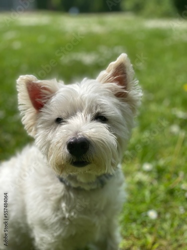 west highland white terrier