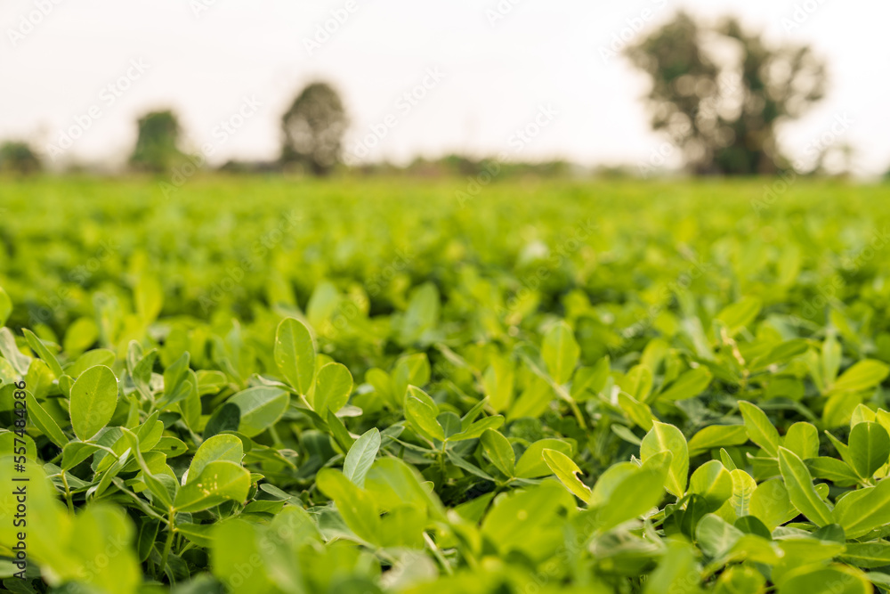 Fresh, green Peanuts growing in a field, The peanut, also known as the groundnut, goober, pindar