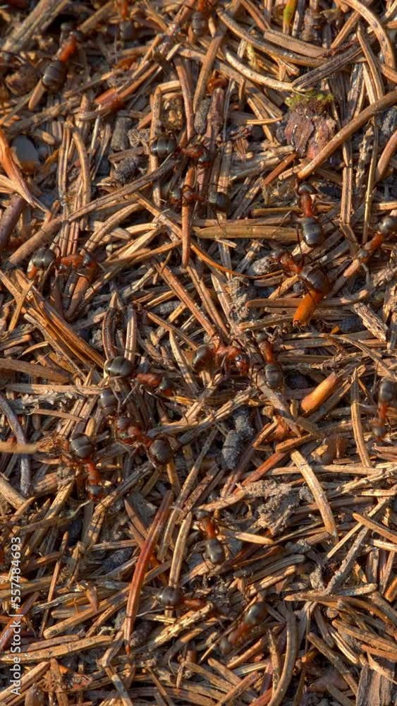 Vertical screen: Big Ant Hill with Colony of Ants in Summer Forest. wildlife. Small Insect Working on Their Colony Hill with Spruce Needles and Twigs. Macro View Shot for Social Media Vertical screen: Big Ant Hill with Colony of Ants in Summer Forest. wildlife. Small Insect Working on Their Colony Hill with Spruce Needles and Twigs. Macro View Shot for Social Media
