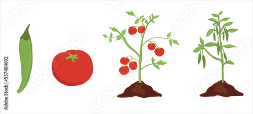 Growth stages of tomato and green pepper plant. Tomato and green pepper  vector illustration