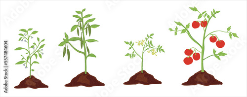 Growth stages of tomato and green pepper plant. Tomato and green pepper  vector illustration