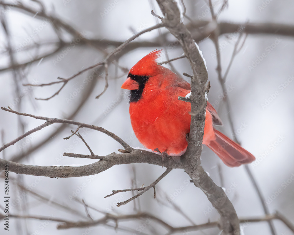 Male northern cardinal is a bird known as a songbird, winter bird, redbird, common cardinal, red or just cardinal. The bright red bird is perched on a tree branch in winter on a cold day. Male northern cardinal is a bird known as a songbird, winter bird, redbird, common cardinal, red or just cardinal. The bright red bird is perched on a tree branch in winter on a cold day.