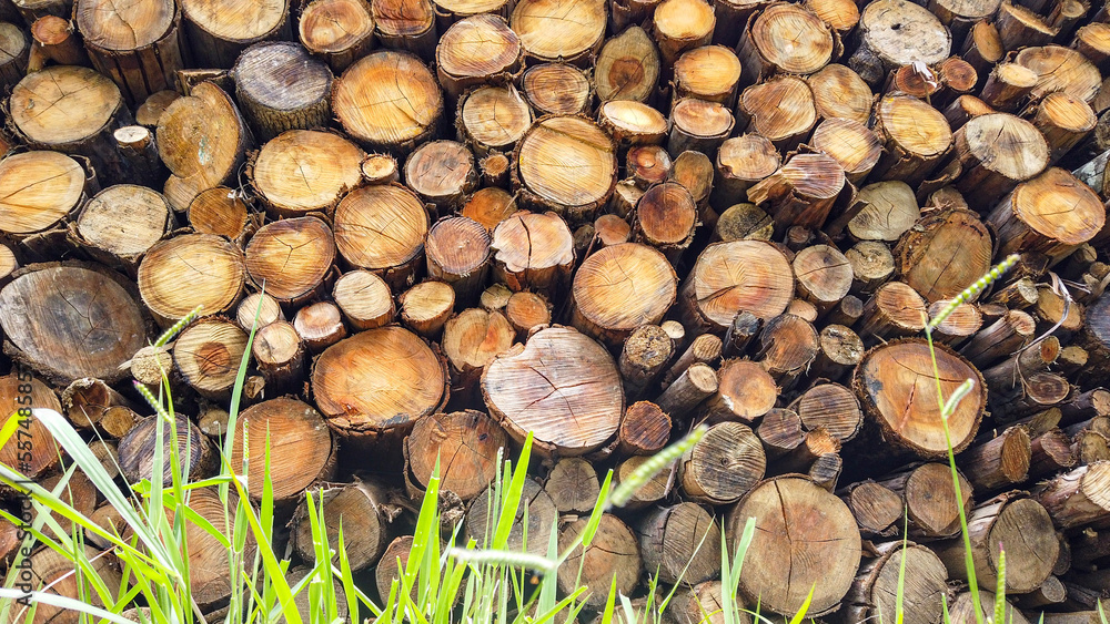 Tree trunks close-up. Deforestation in a Brazilian forest