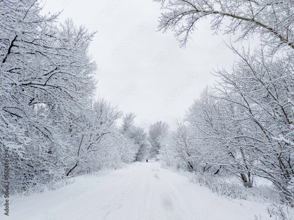 Fototapeta premium Winter snow trees, park road perspective. White alley in forest. Snowy tree rows and white sky.