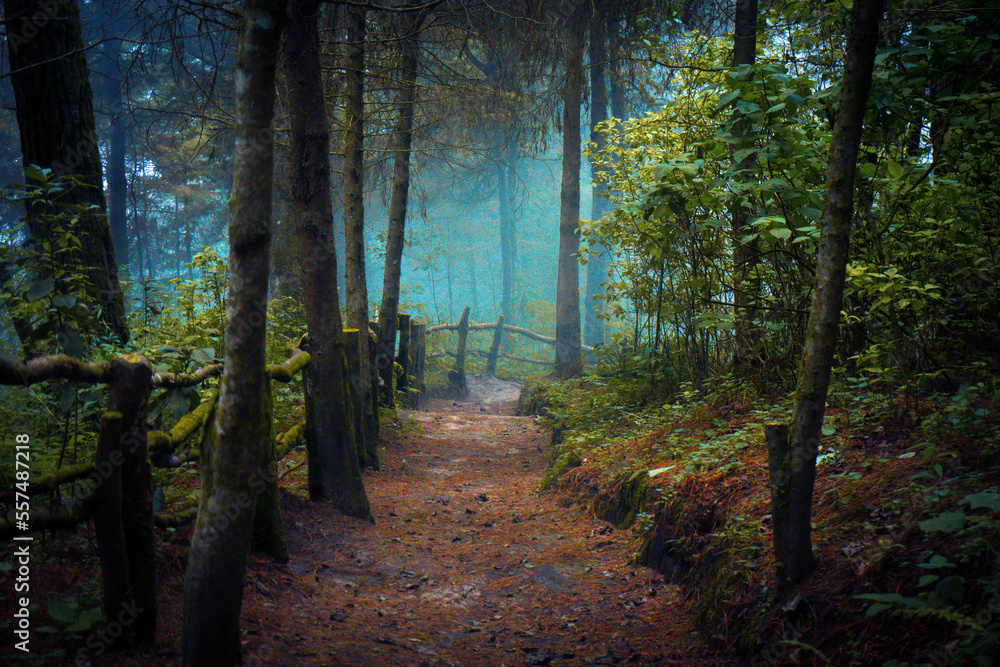 Fototapeta premium path in the woods