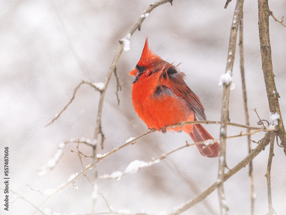 Northern cardinal is also known as the redbird, common cardinal, red, or just cardinal. Cardinal is a mid-sized songbird. Male red bird is perched on a snow cover branch on a very cold windy morning. Northern cardinal is also known as the redbird, common cardinal, red, or just cardinal. Cardinal is a mid-sized songbird. Male red bird is perched on a snow cover branch on a very cold windy morning.