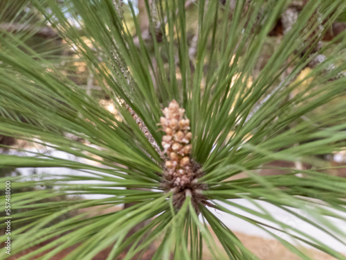 pine cone on the tree