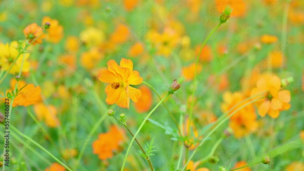 Cosmos flower in the field Cosmos flower in the field