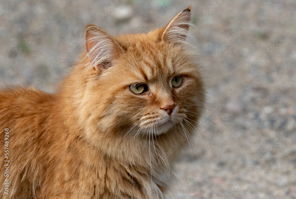 A very beautiful long haired feral orange tom cat photographed in a small neighborhood.  Wild cats seem to roam very freely in the residential neighborhoods.  Portrait head shot of a domestic animal.