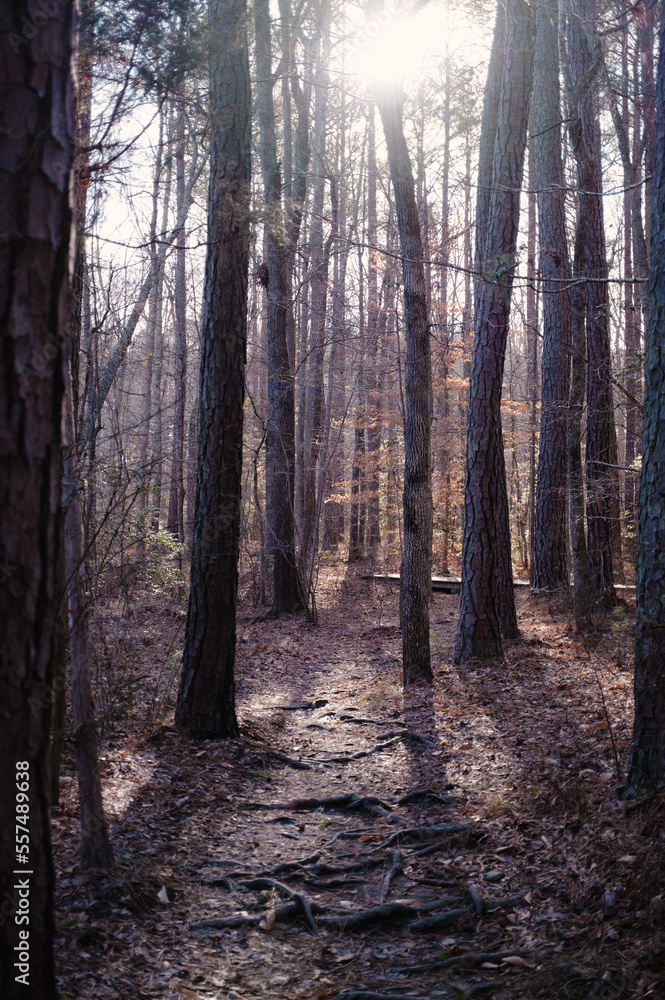 Park Trail Park Trail