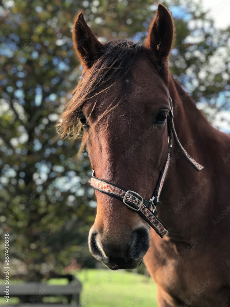 Naklejka premium brown horse portrait