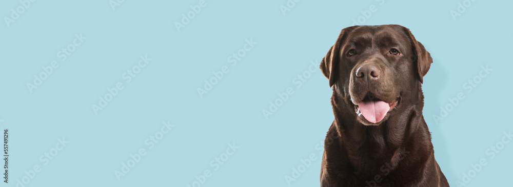 Obraz premium Happy pet. Cute chocolate Labrador retriever dog smiling on pale light blue background, space for text. Banner design