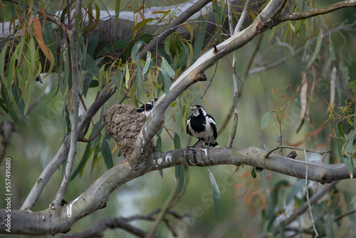 Australian Magpie Lark photo