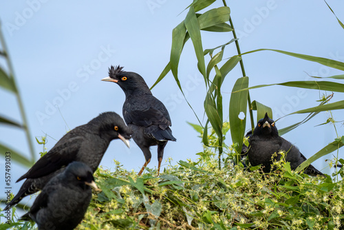 Close up of a crested myna (Acridotheres cristatellus) standing or sitting on a green bush photo