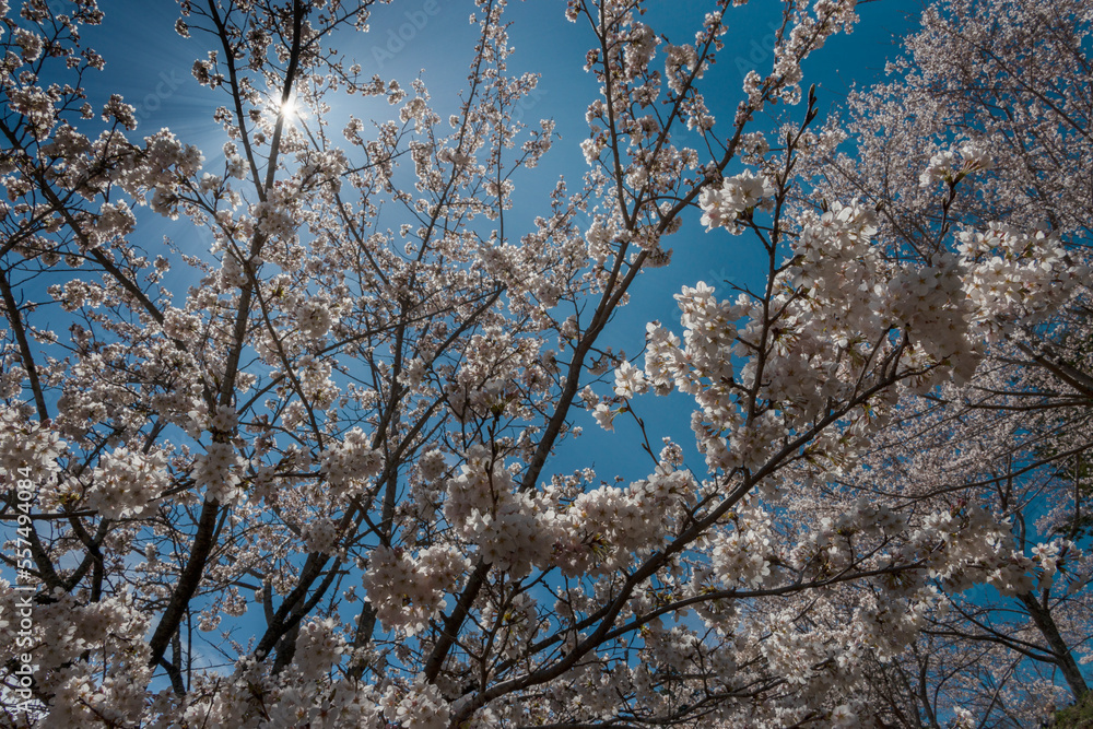Sunbeams shining through cherry blossom trees. Japan. Sunbeams shining through cherry blossom trees. Japan.