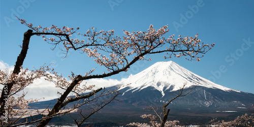 Blooming cherry blossom with Snow-capped Mt. Fuji in the distance, Fuji five lakes region, Japan.