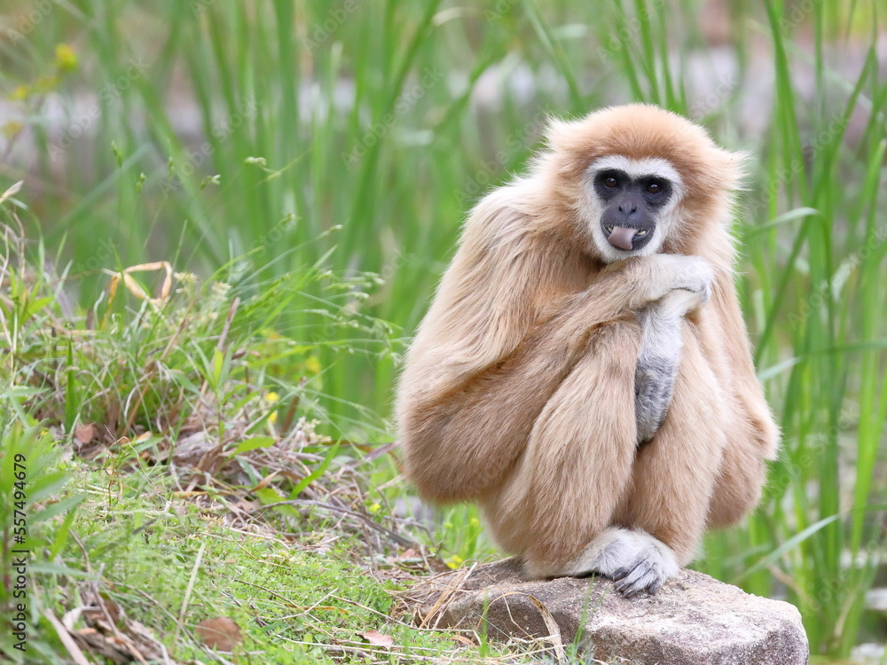 Obraz premium 座って舌を出すシロテテナガザル