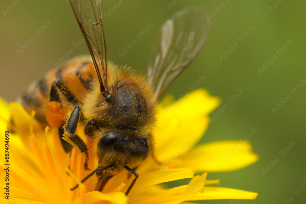 A hairy bee with pollen on it pollinating a sow thistles flower and drinking nectar from it in a warm color tone. A hairy bee with pollen on it pollinating a sow thistles flower and drinking nectar from it in a warm color tone.