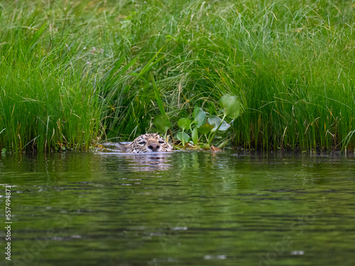 Wild Jaguar swimming in the river in Pantanal, Brazil