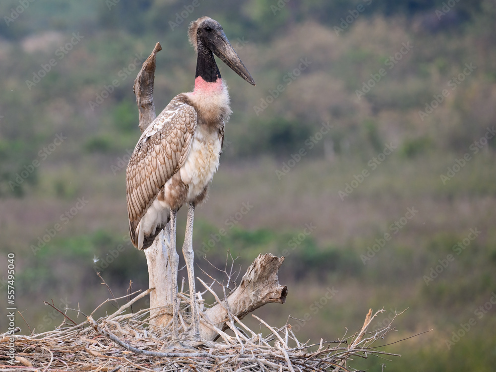 Jabiru chick  standing on the nest, closeup portrait