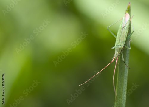 A green insect of the Stenodema genus sits head down almost at the top on a vertical leaf of grass on a green blurred background.